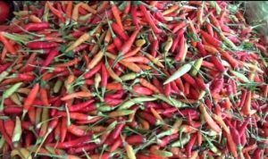 WhatsApp Image 2025-11-24 at 17.17.11